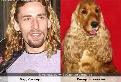 Чад Крюгер напоминает кокера-спаниеля
