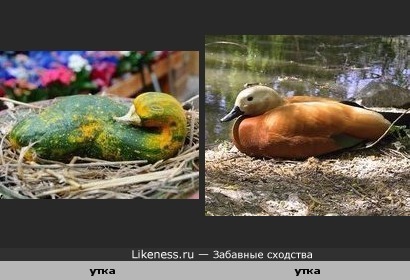 Кабачок похож на утку