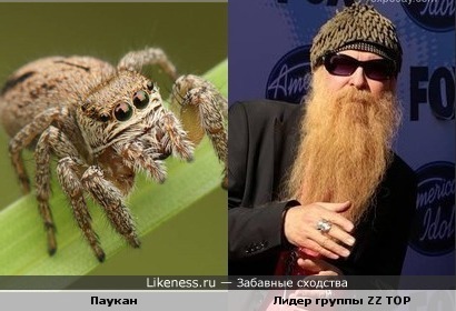 Паук и Билли Гиббонс