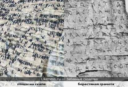 Тетя сшила мне штаны из березовой коры, чтобы :: Забавные сходства. Тетя сшила мне штаны из березовой коры, чтобы :: Забавные сходства.