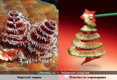 Морской червь напоминает очистки от карандаша