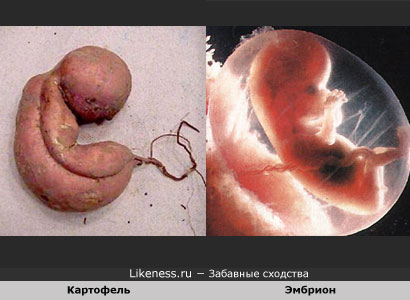 Картофель похож на Эмбрион