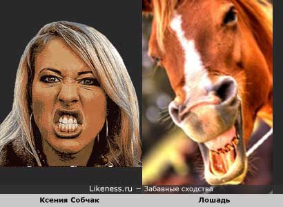 Ксения Собчак похожа на лошадь