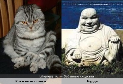 Кот в позе лотоса похож на Будду