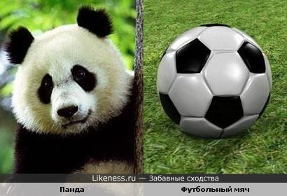 Панда похожа на футбольный мяч