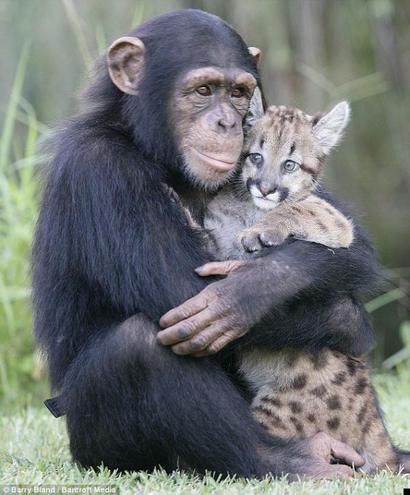 шимпанзе и детеныш пумы