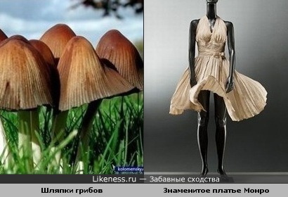 Шляпки грибов похожи на знаменитое платье Мерилин Монро