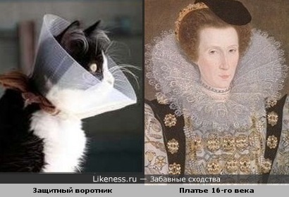 Защитный воротник у кошки похож на воротник средневекового платья