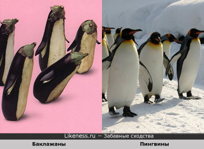 Баклажаны похожи на Пингвинов