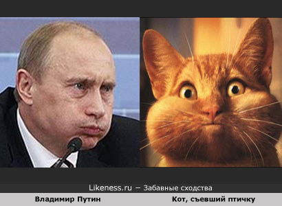 Владимир Путин похож на Кота, съевшего птичку