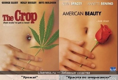 Постер фильма &quot;Урожай&quot; похож на постер фильма &quot;Красота-по американски&quot;