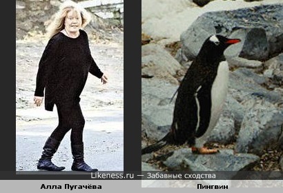 Алла Пугачёва похожа на пингвина