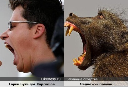 Гарик Харламов похож на медвежьего павиана