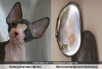 Уши кошек породы сфинкс похожи на створки пресноводной жемчужницы