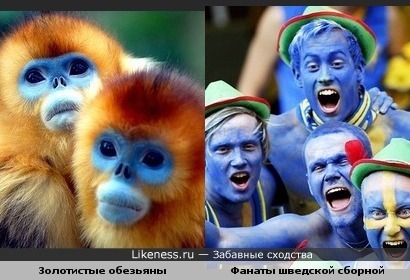 Золотистые обезьяны похожи на фанатов шведской футбольной сборной