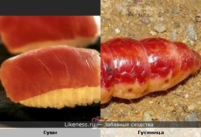 Суши с тунцом похоже на кусочек гусеницы
