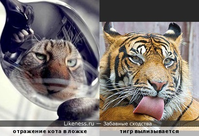 Кот напоминает тигра