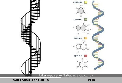Винтовая лестница напоминает молекулу рибонуклеиновой кислоты (РНК)