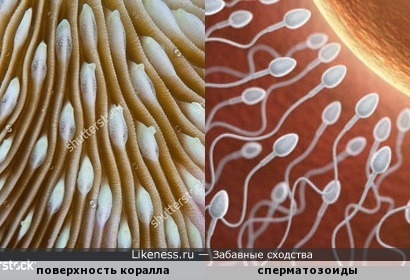 Рисунок поверхности коралла напоминает сперматозоиды