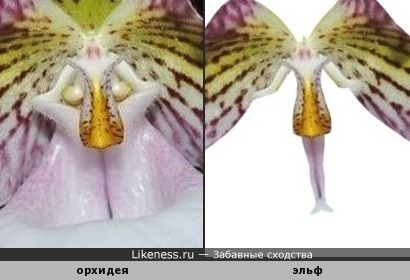 На картинке с орхидеей затаился &quot;эльф&quot;