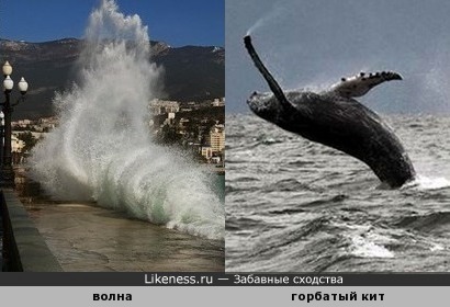 Волна напоминает плюхающегося о воду горбатого кита