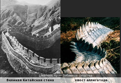 Великая Китайская стена напоминает хвост аллигатора