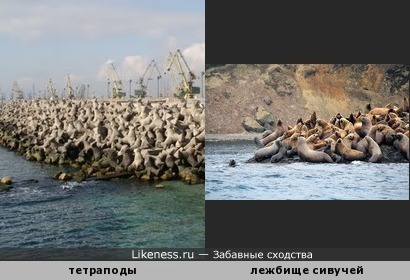 Нагромождение тетраподов (берегозащитных бетонных блоков) на расстоянии напоминает лежбище морских млекопитающих