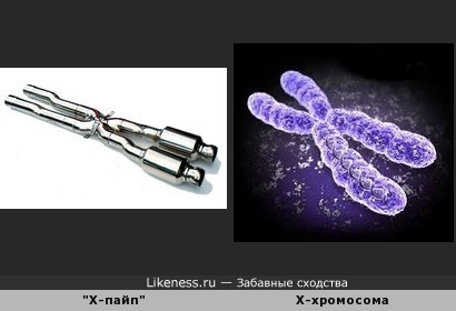 &quot;Х-пайп&quot; (выхлопная труба автомобиля) напоминает X-хромосому