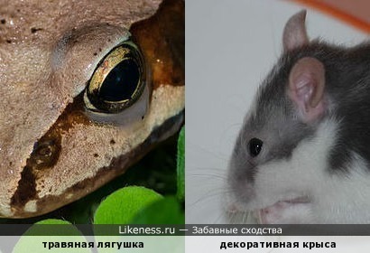 Узор на морде травяной лягушки напоминает голову крысы