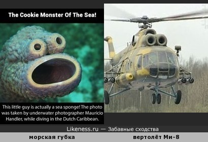Морская губка из интернет-мема напоминает вертолёт Ми-8