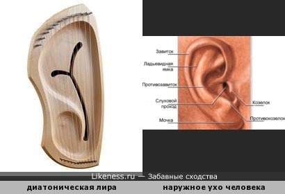 Диатоническая лира - музыкальный инструмент, напоминающий наружное ухо человека