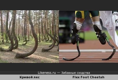 Деревья Кривого леса (Польша) напоминают беговые протезы &quot;Гепард&quot;