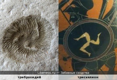 Трибрахидий, живший 560—555 миллионов лет назад, напоминает трискелион, символ в виде трёх бегущих ног, выходящих из одной точки