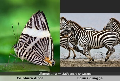 Бабочка Colobura dirce и Бурчеллова зебра