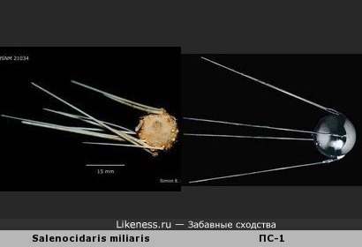 Морской ёж Salenocidaris miliaris напоминает первый искусственный спутник Земли &quot;ПС-1&quot; (СССР, 1957 г.)