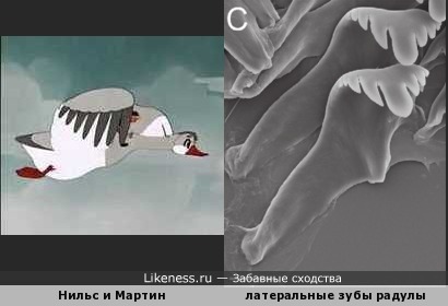 Латеральные зубы радулы улитки Marstonia comalensis напоминают летящих гусей
