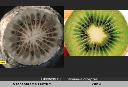 Живший ~390 млн. лет назад вид коралла Stereolasma rectum и киви