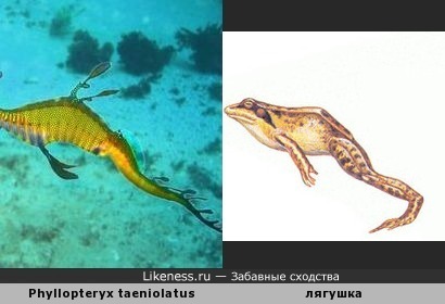 Тело лучепёрой рыбы &quot;обыкновенный морской дракон&quot; напоминает лягушку в прыжке
