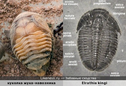 Ускоренная &quot;эволюция&quot;: на стадии куколки жук напоминает древнего трилобита (жили 543—250 млн. лет назад)