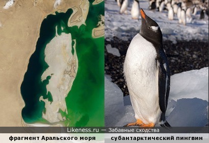 Фрагмент Аральского моря напоминает пингвина