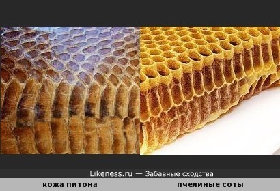 Кожа питона напоминает пчелиные соты