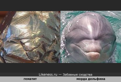 Минерал гематит напоминает морду дельфина
