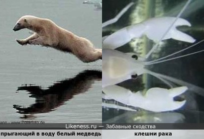 Прыгающий в воду белый медведь напоминает клешни ракообразных