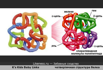 Развивающая игрушка напоминает схематическое изображение четвертичной структуры белка