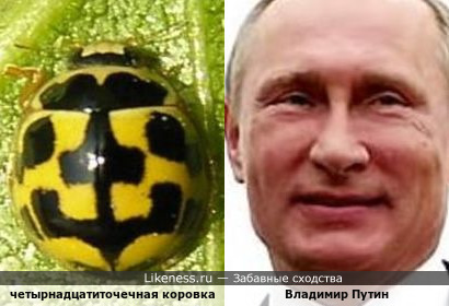 Окраска четырнадцатиточечной коровки напоминает улыбающегося В. Путина