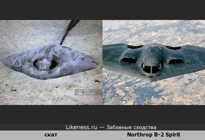 Скат напоминает малозаметный стратегический бомбардировщик B-2