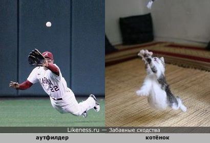 Бейсболист vs. котёнок