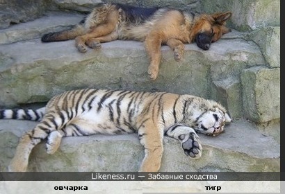 овчарка и тигр