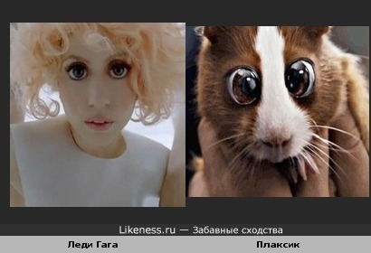 леди Гага и Плаксик похожи)