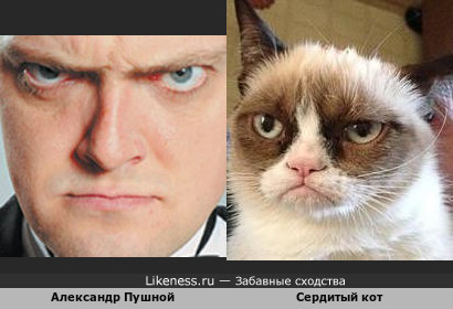 Александр Пушной похож на сердитого кота